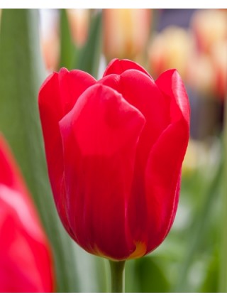 Tulpės (Lot Tulipa) 'Seadov'-TULPĖS-SVOGŪNINĖS GĖLĖS