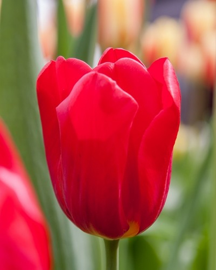 Tulpės (Lot Tulipa) 'Seadov'-TULPĖS-SVOGŪNINĖS GĖLĖS