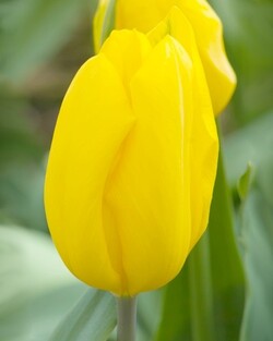 Tulpės (Lot Tulipa) 'Strong Gold'-TULPĖS-SVOGŪNINĖS GĖLĖS