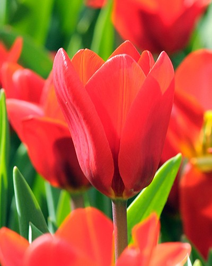 Tulpės (Lot Tulipa) 'Showwinner'-TULPĖS-SVOGŪNINĖS GĖLĖS