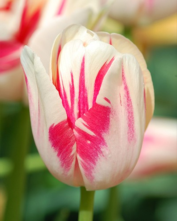 Tulpės (Lot Tulipa) 'Sorbet'-TULPĖS-SVOGŪNINĖS GĖLĖS