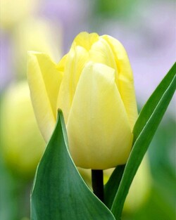 Tulpės (Lot Tulipa) 'Sunny Prince'-TULPĖS-SVOGŪNINĖS GĖLĖS