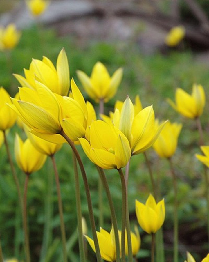 Tulpės (Lot Tulipa) 'Sylvestris'-TULPĖS-SVOGŪNINĖS GĖLĖS