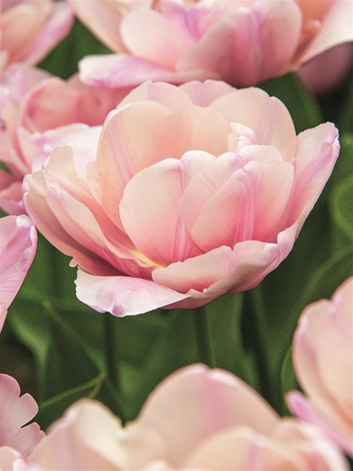 Tulpės (Lot Tulipa) 'Tabledance'-TULPĖS-SVOGŪNINĖS GĖLĖS