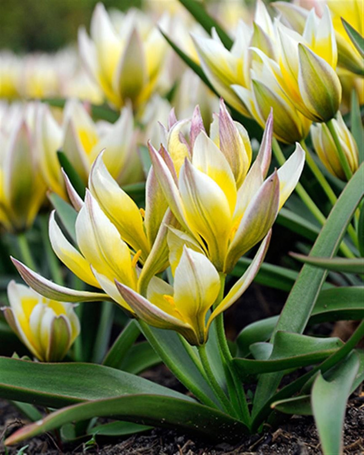 Tulpės (Lot Tulipa) 'Tarda'-TULPĖS-SVOGŪNINĖS GĖLĖS