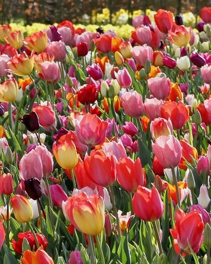 Tulpės Triumph mix (Lot Tulipa Triumph mix)-TULPĖS-SVOGŪNINĖS GĖLĖS