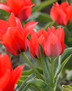 Tulpės (Lot Tulipa) 'Toronto'-TULPĖS-SVOGŪNINĖS GĖLĖS