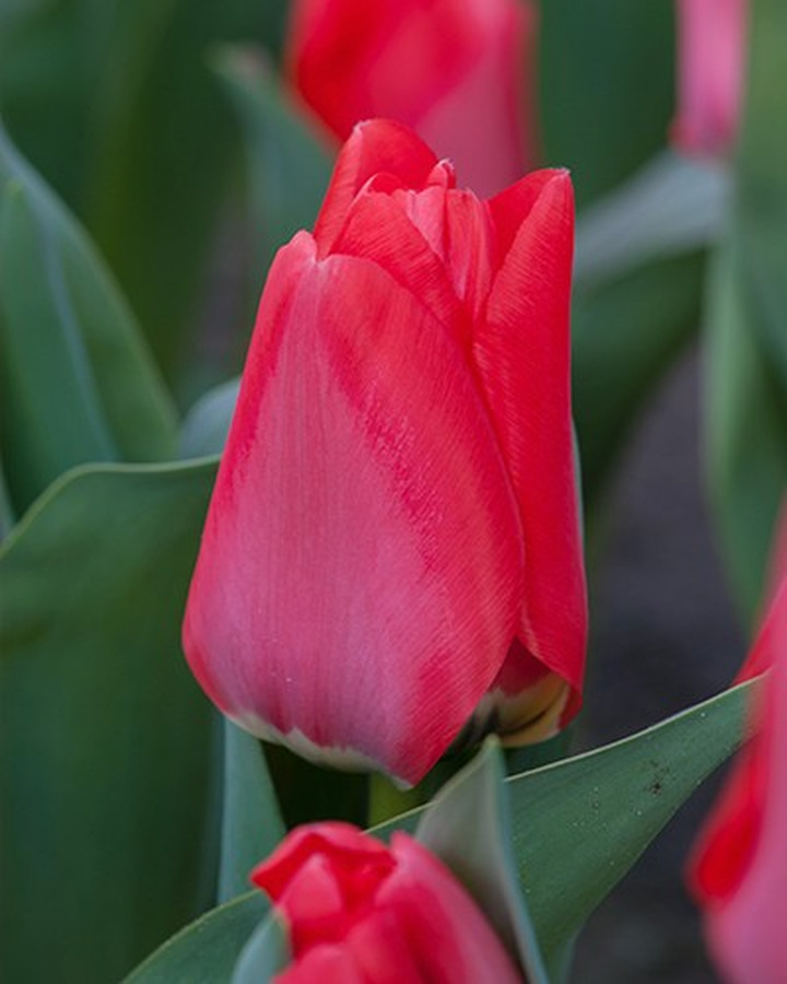 Tulpės (Lot Tulipa) 'Trauttmansdorff'-TULPĖS-SVOGŪNINĖS GĖLĖS