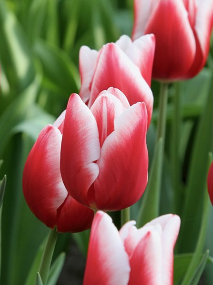 Tulpės (Lot Tulipa) 'Universum'-TULPĖS-SVOGŪNINĖS GĖLĖS