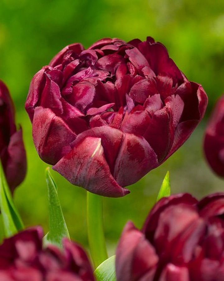 Tulpės (Lot Tulipa) 'Uncle Tom'-TULPĖS-SVOGŪNINĖS GĖLĖS