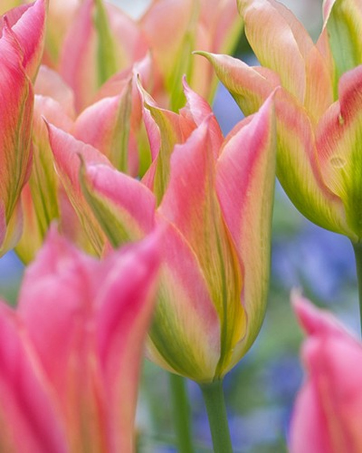 Tulpės (Lot Tulipa) 'Virichic'-TULPĖS-SVOGŪNINĖS GĖLĖS