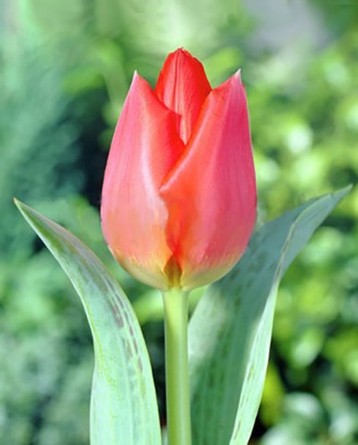 Tulpės (Lot Tulipa) 'Willem van den Akker'-TULPĖS-SVOGŪNINĖS GĖLĖS
