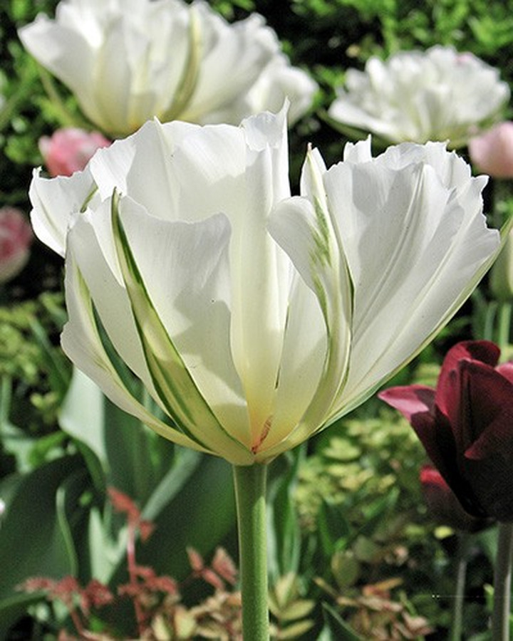 Tulpės (Lot Tulipa) 'White Valley'-TULPĖS-SVOGŪNINĖS GĖLĖS