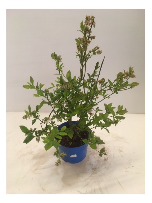 Šilauogė aukštoji (Lot Vaccinium cor.) 'Bluegold' C2/P17 25-30 CM-ŠILAUOGĖS-VAISMEDŽIAI - VAISKRŪMIAI
