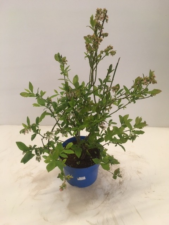 Šilauogė aukštoji (Lot Vaccinium cor.) 'Toro' C2/P17 25-30 CM | ŠILAUOGĖS | VAISMEDŽIAI - VAISKRŪMIAI