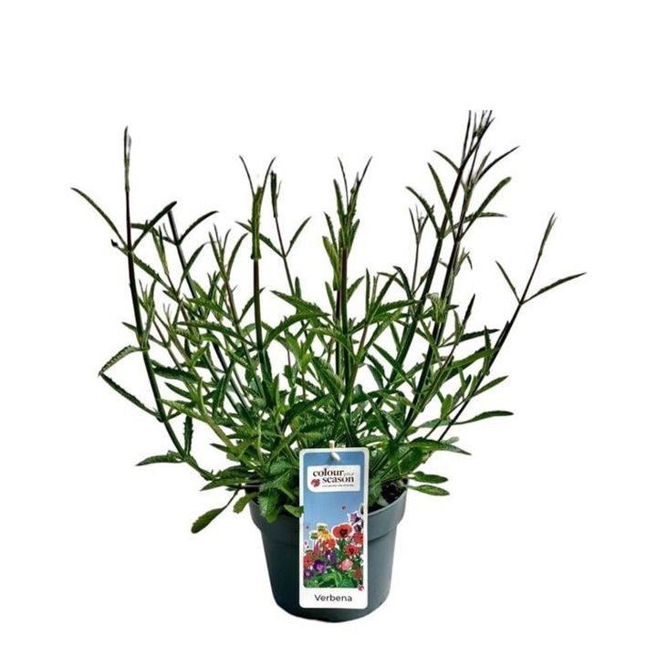 Patagoninė verbena (Lot Verbena bon.) 'Violet Blue' C3/P19-VERBENOS-VIENMETĖS GĖLĖS