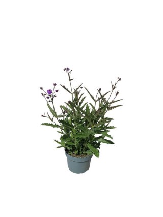 Verbena r. (Lot Verbena r.) 'Venosa' C3/P19-VERBENOS-VIENMETĖS GĖLĖS