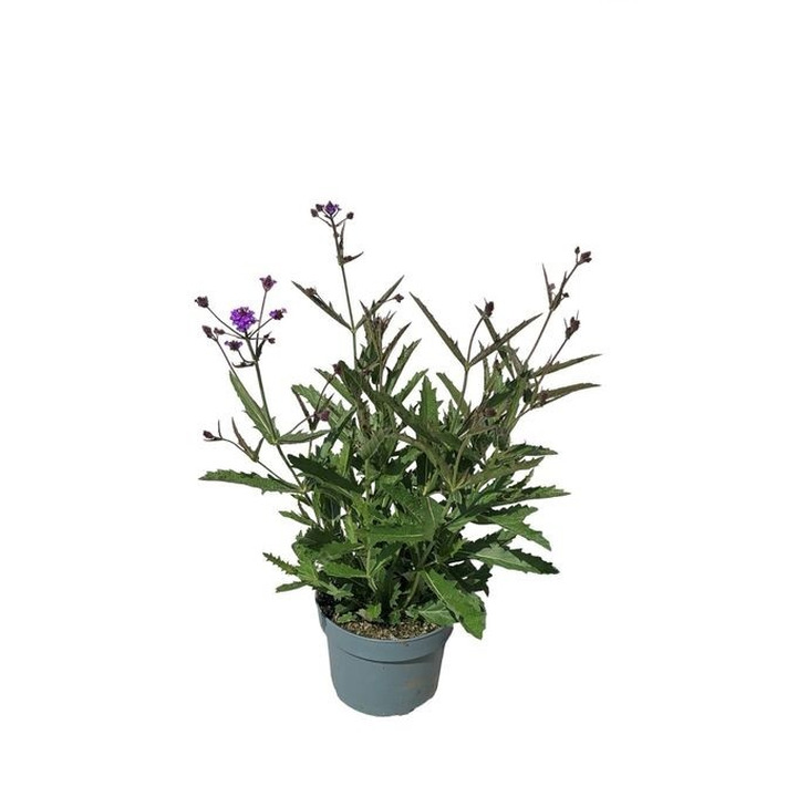 Verbena r. (Lot Verbena r.) 'Venosa' C3/P19-VERBENOS-VIENMETĖS GĖLĖS