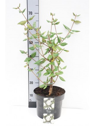 Putinas blizgusis (Lot Viburnum burkw.) 'Anne Russell' C5/P23 40-50 CM-PUTINAI-KRŪMAI