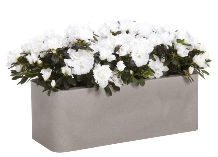 Nicoli 50x20x18cm lovelis Calypso Matt 50 pelenų spalvos-Klasikiniai loveliai-Loveliai