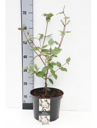 Putinas blizgusis'Mohawk' (Lot Viburnum burkw.
