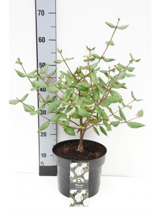 Putinas blizgusis (Lot Viburnum burkwoodii) C5/P23 40-50 CM-PUTINAI-KRŪMAI