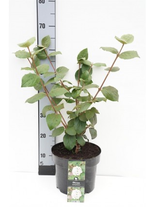 Putinas kvapusis (Lot Viburnum carlcephalum) C5/P23 40-50 CM-PUTINAI-KRŪMAI