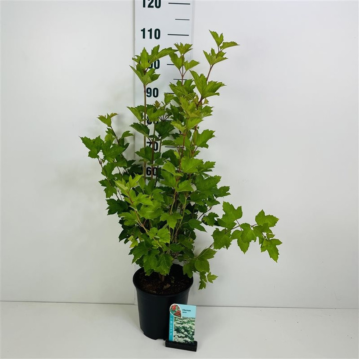 Putinas paprastasis (Lot Viburnum opulus) C6,5/P24 50-60 CM-PUTINAI-KRŪMAI