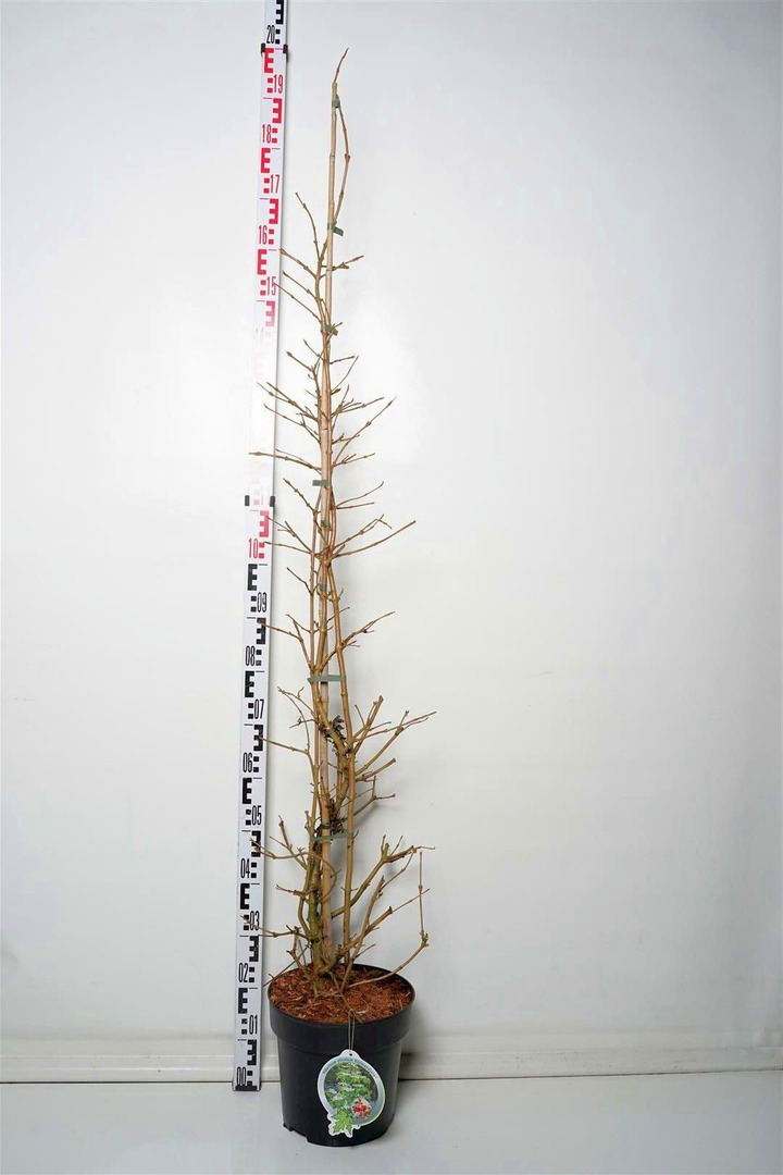 Raukšlėtasis putinas (Lot Viburnum pl.) 'Kilimandjaro Sunrise' C10 100-125 CM-PUTINAI-KRŪMAI