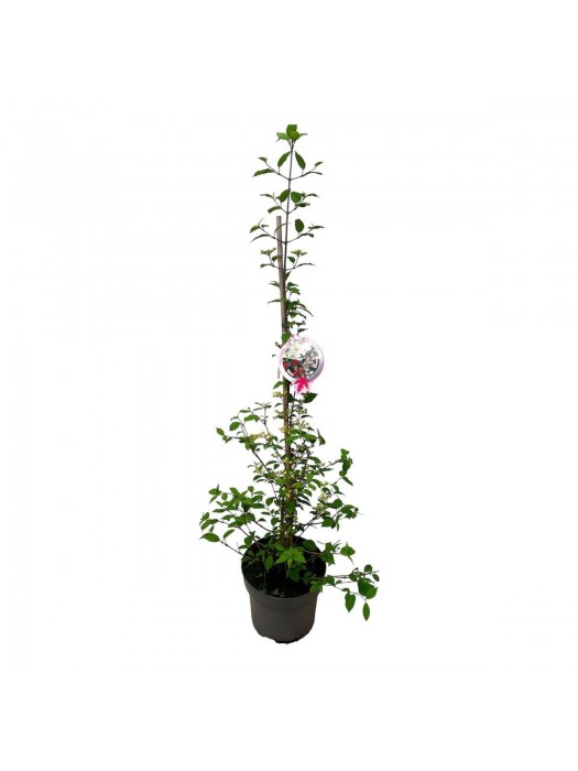 Raukšlėtasis putinas (Lot Viburnum pl.) 'Kilimandjaro Sunrise' C10 60-80 CM-PUTINAI-KRŪMAI