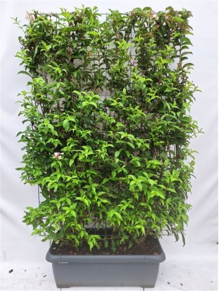 Veigelės (Lot Weigela) 'Abel Carriere' C90 SCREEN 180 CM (H) x 120 CM (W)-VEIGĖLĖS-KRŪMAI