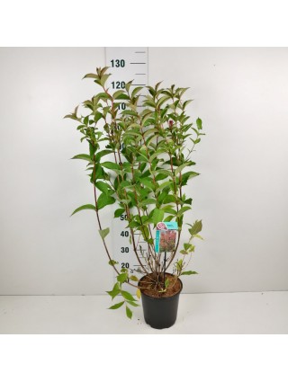 Veigelės (Lot Weigela) 'Bristol Ruby' C6,5/P24 60-80 CM-VEIGĖLĖS-KRŪMAI