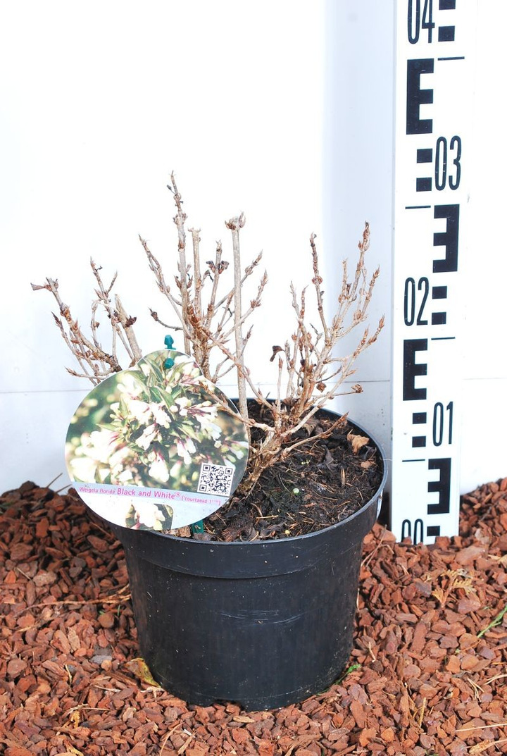 Veigelės (Lot Weigela) 'Black and White' C3/P19 20-25 CM-VEIGĖLĖS-KRŪMAI