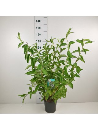 Veigelės (Lot Weigela) 'Candida' C6,5/P24 60-80 CM-VEIGĖLĖS-KRŪMAI