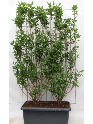 Veigelės (Lot Weigela) 'Candida' C90 SCREEN 180 CM (H) x 120 CM (W)-VEIGĖLĖS-KRŪMAI