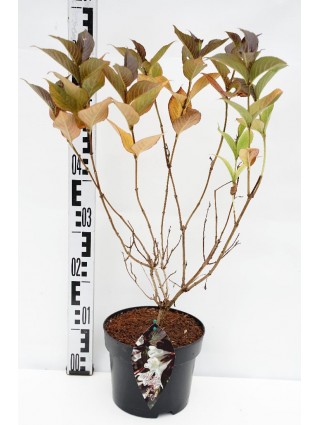 Veigelės (Lot Weigela) 'Ebony and Ivory' C3/P19 30-40 CM-VEIGĖLĖS-KRŪMAI