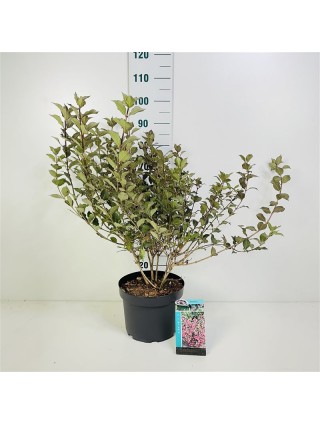 Veigelė raudonlapė (Lot Weigela f.) 'Foliis Purpureis' C6,5/P24 50-60 CM-VEIGĖLĖS-KRŪMAI