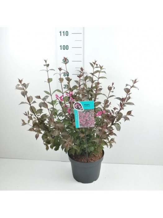 Veigelė raudonlapė (Lot Weigela f.) 'Foliis Purpureis' C10 60-80 CM-VEIGĖLĖS-KRŪMAI