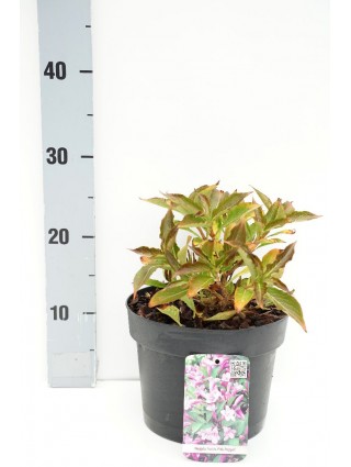 Veigelė raudonlapė Pink Poppet (Lot Weigela florida Pink Poppet) C3/P19 20-25 CM-VEIGĖLĖS-KRŪMAI