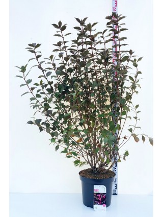 Veigelė raudonlapė (Lot Weigela florida) 'Victoria' C12 80-100 CM-VEIGĖLĖS-KRŪMAI