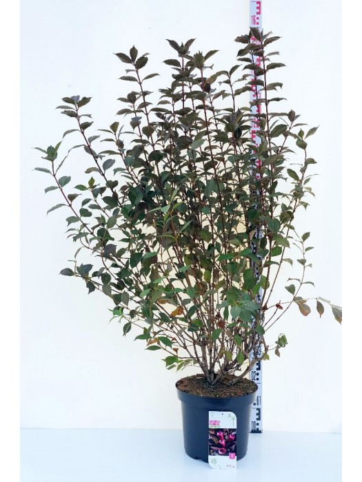 Veigelė raudonlapė (Lot Weigela florida) 'Victoria' C12 80-100 CM-VEIGĖLĖS-KRŪMAI