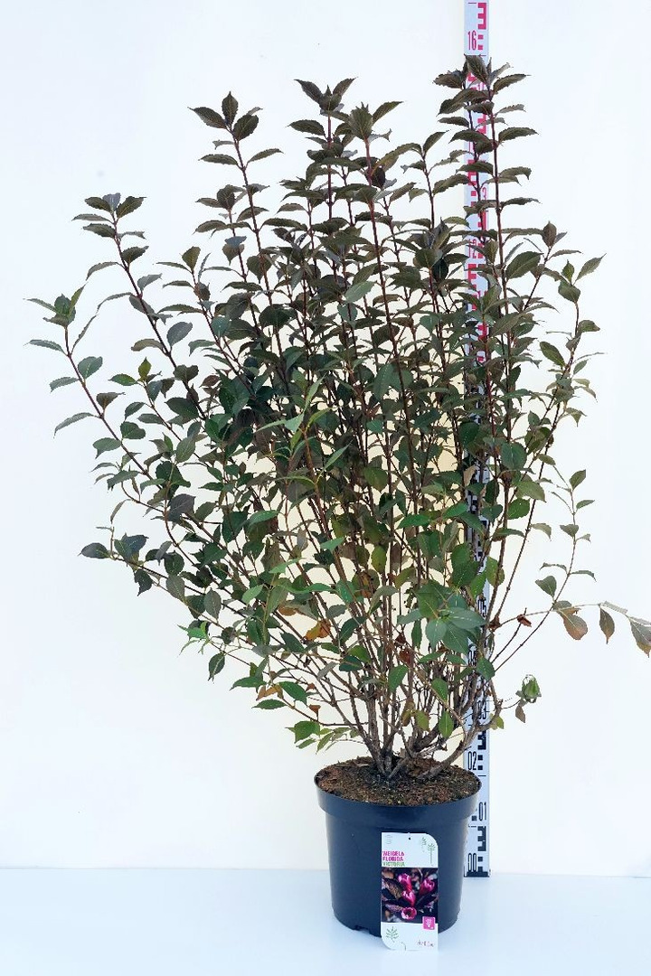 Veigelė raudonlapė (Lot Weigela florida) 'Victoria' C12 80-100 CM-VEIGĖLĖS-KRŪMAI