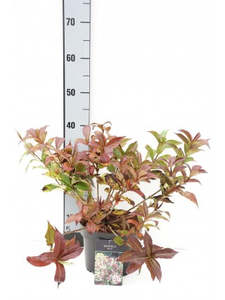 Veigelės (Lot Weigela) 'Minuet' C3/P19 30-40 CM-VEIGĖLĖS-KRŪMAI