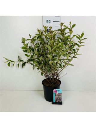 Veigelės (Lot Weigela) 'Nana Variegata' C6,5/P24 50-60 CM-VEIGĖLĖS-KRŪMAI