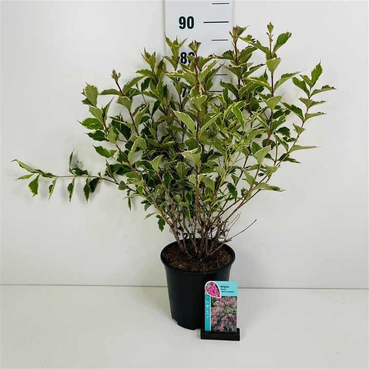 Veigelės (Lot Weigela) 'Nana Variegata' C6,5/P24 50-60 CM-VEIGĖLĖS-KRŪMAI