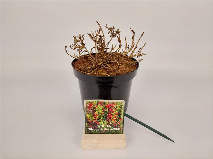 Veigelės (Lot Weigela) 'Picobella Rosso' C3/P19 30-40 CM-VEIGĖLĖS-KRŪMAI