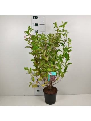 Veigelės (Lot Weigela) 'Styriaca' C6,5/P24 60-80 CM-VEIGĖLĖS-KRŪMAI