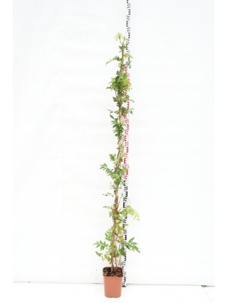 Visterija (Lot Wisteria brach.) 'Showa-beni' C5/P23 150-200 CM-VISTERIJOS-VIJOKLINIAI