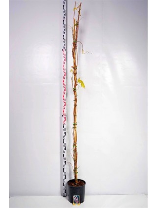 Visterija (Lot Wisteria brach.) 'Showa-beni' C10 175-200 CM-VISTERIJOS-VIJOKLINIAI