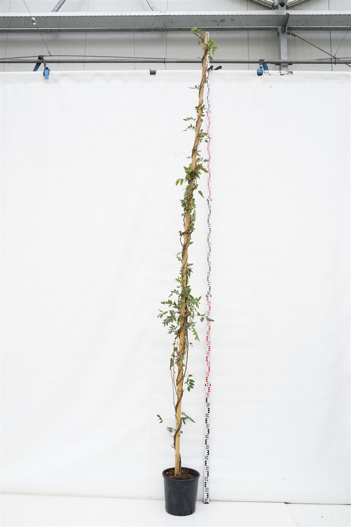 Visterija (Lot Wisteria brach.) 'Yokohama Fuji' C25 400-450 CM-VISTERIJOS-VIJOKLINIAI